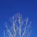 WhiteTree BlueSky by houser934