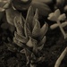 Baby Succulent by bjchipman