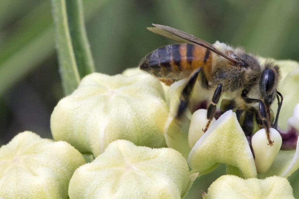 Bee Obsessed by gaylewood