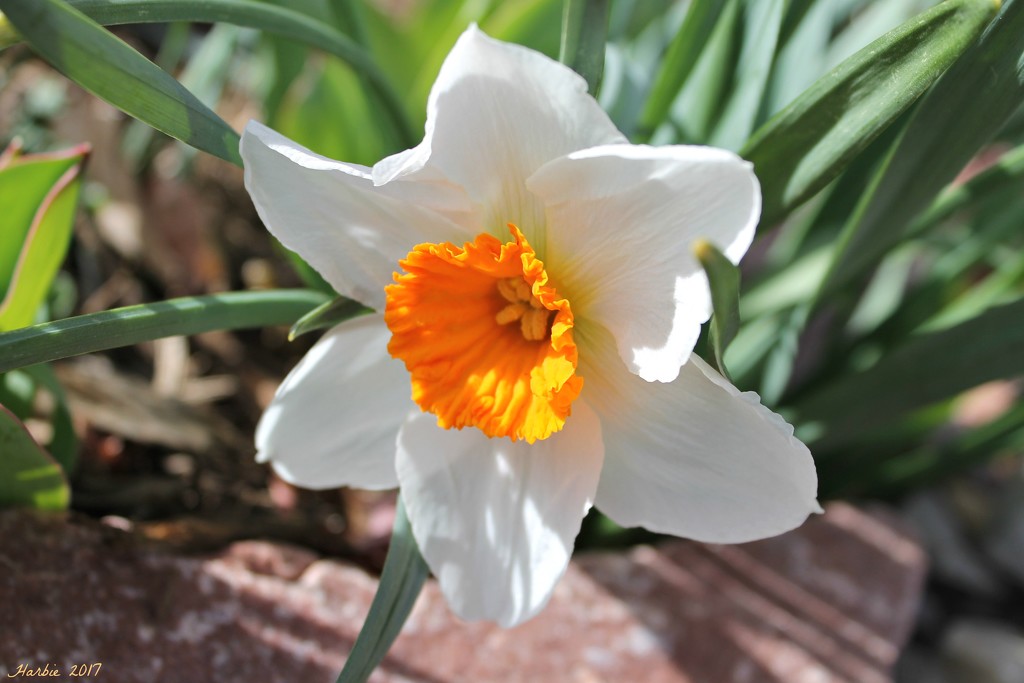 Sunny Daffodil by harbie