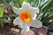 8th Apr 2017 - Sunny Daffodil