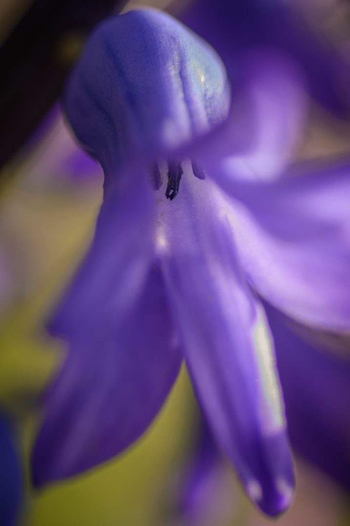 hyacinth have opened by jackies365