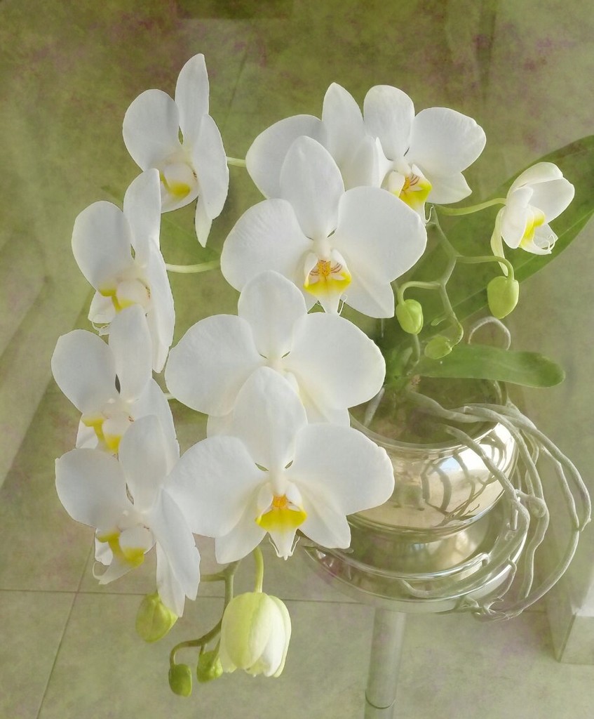 Delicate Orchids..... by ludwigsdiana