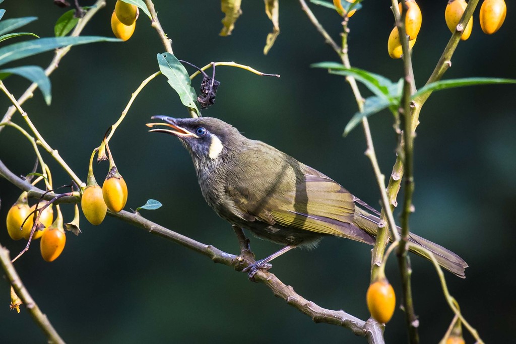 Honey eater by pusspup