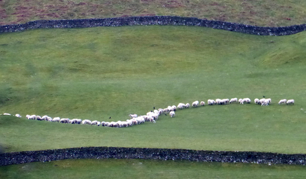 Sheep line by steveandkerry