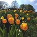 tulips again  by cocobella