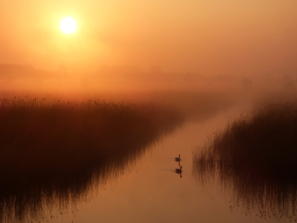 Dawn mist on the reedbeds by julienne1