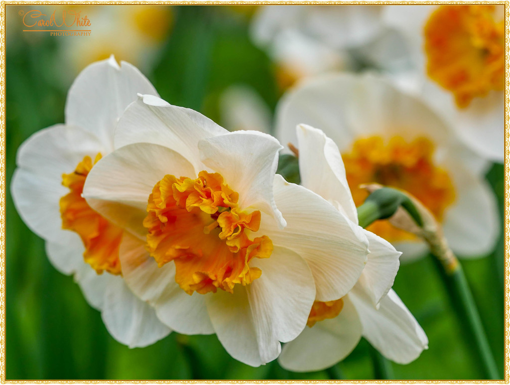 Frilly Flowers by carolmw
