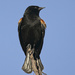 Red-Winged Blackbird Looking Sleek by gardencat