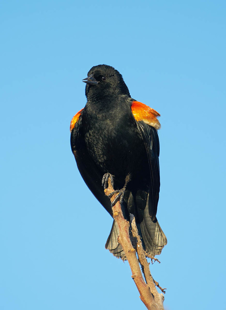 Red-Winged Blackbird showing off his shoulder patches by gardencat