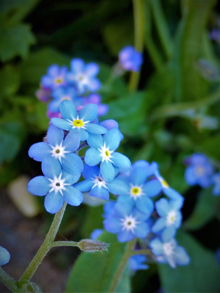 Forget-me-not  by beryl