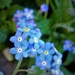 Forget-me-not  by beryl