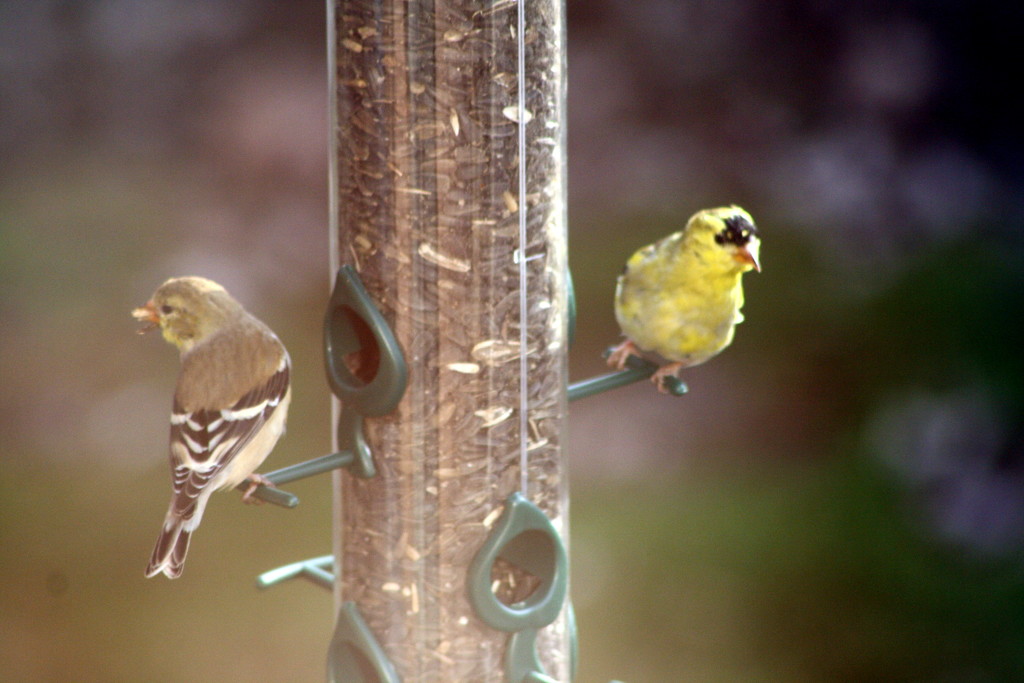 Goldfinches by bruni