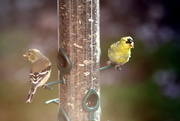 9th Apr 2017 - Goldfinches