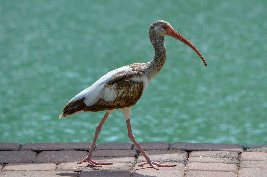 Ibis by danette