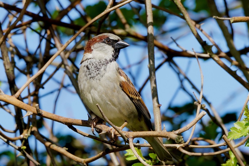 HOUSE SPARROW - MALE by markp