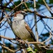 HOUSE SPARROW - MALE by markp