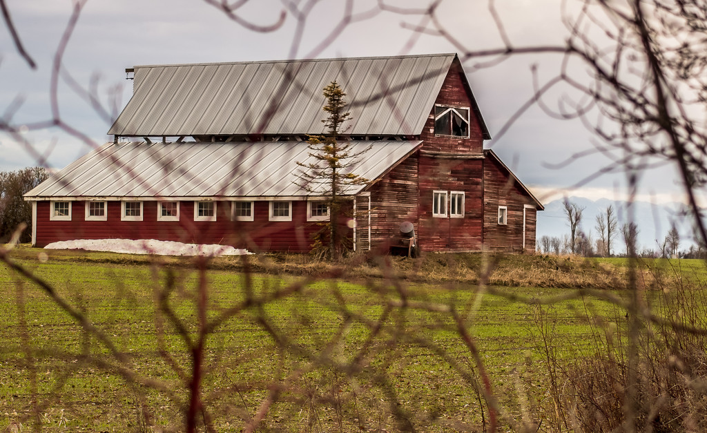 Red Barn through the Reeds by 365karly1