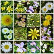 9th Apr 2017 -  Wildflower Collage