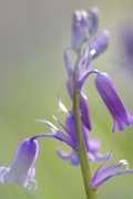 10th Apr 2017 - Bluebell