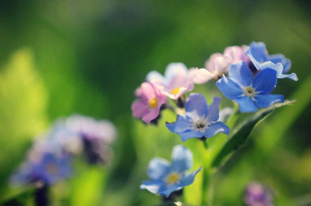 Pretty Flower by naomi