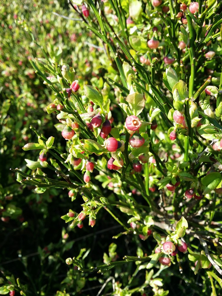 Bilberry Bush by janetr