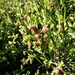 Bilberry Bush by janetr