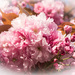 Cherry Blossom.......... by susie1205