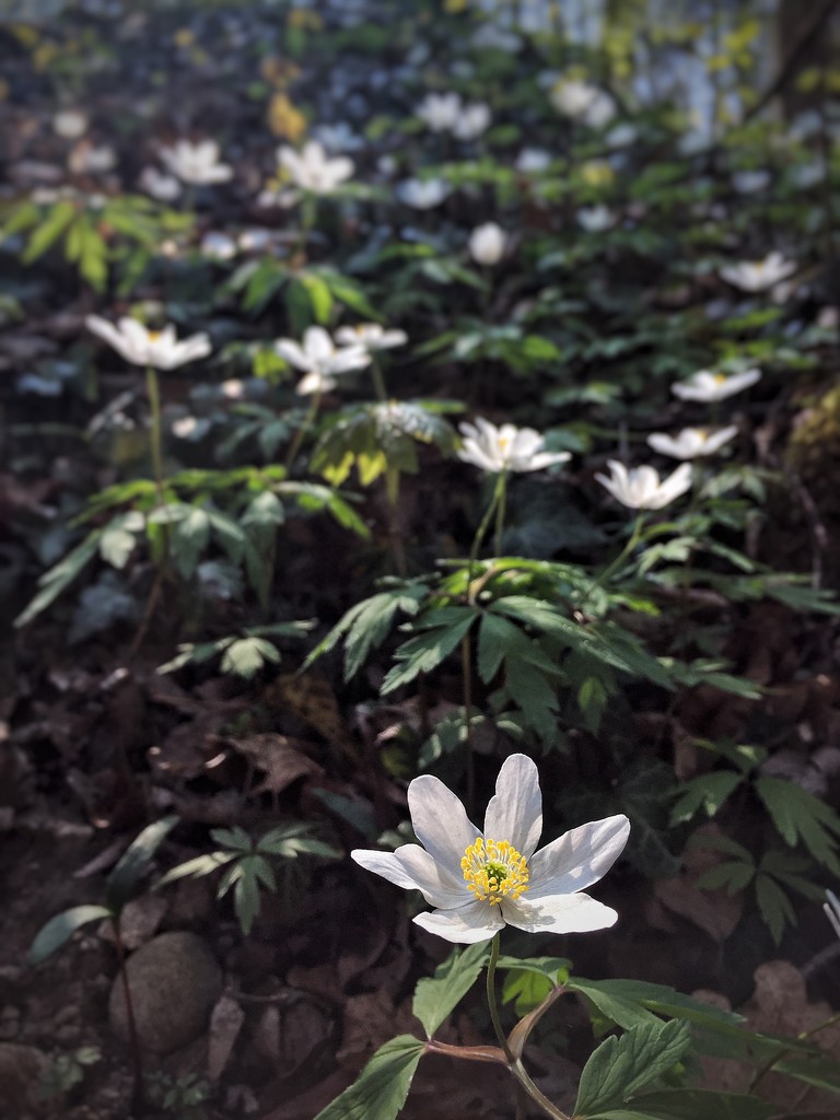 Wild white flower.  by cocobella