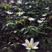 Wild white flower.  by cocobella