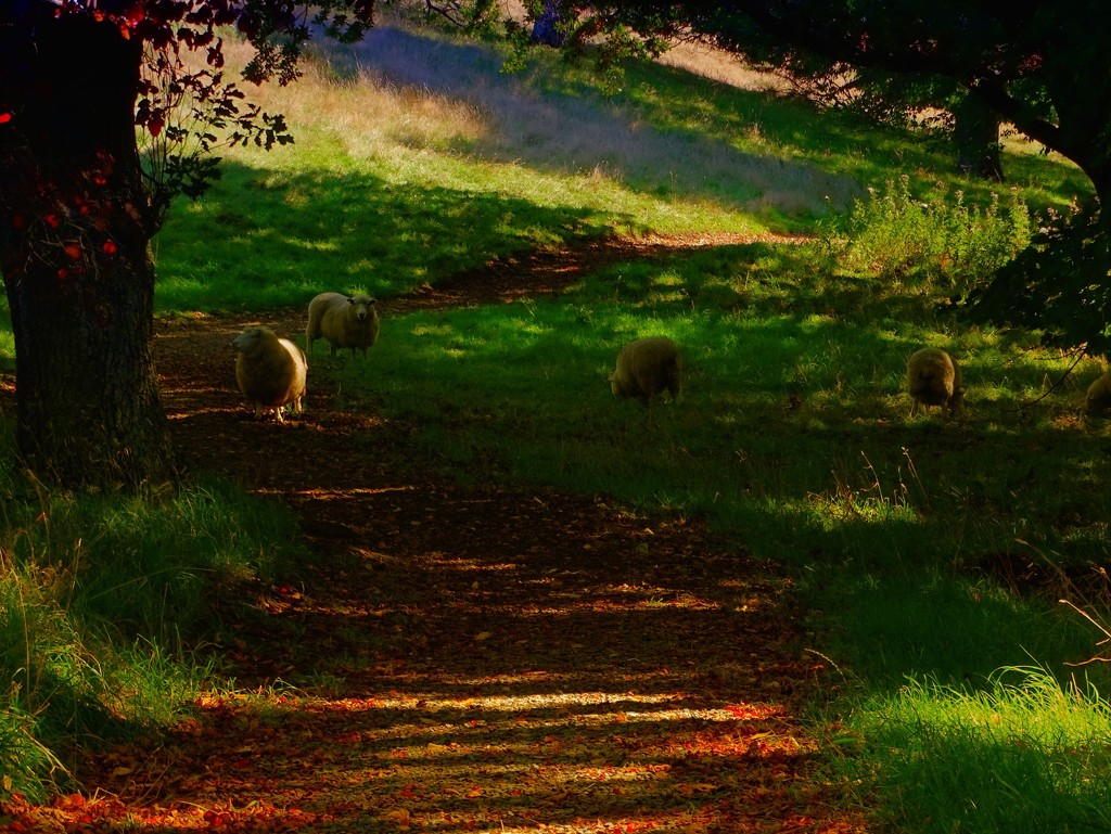 Sheep may safely graze.. by maggiemae