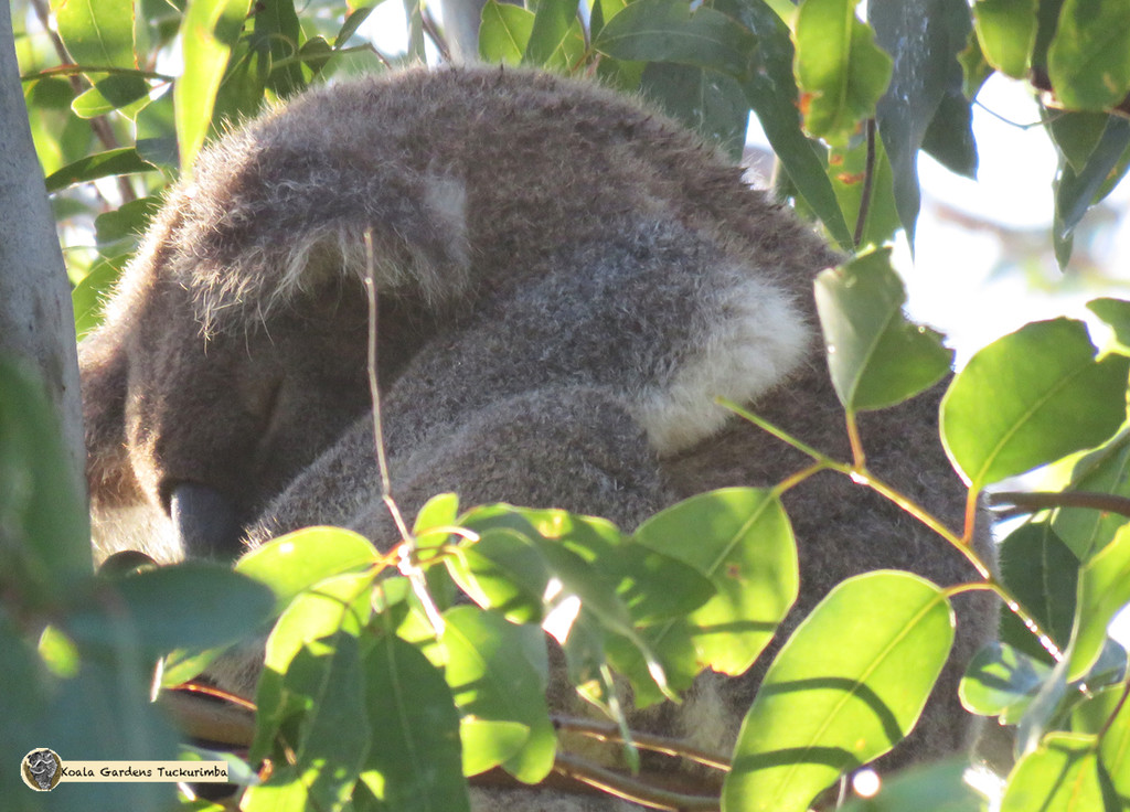 morning delights by koalagardens
