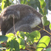 morning delights by koalagardens