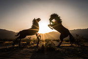 9th Apr 2017 - Stallions at Sundown
