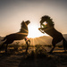 Stallions at Sundown by cjoye