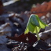 First mayapple by francoise