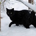 "Blackie" feral kitty from Paw Prints by graceratliff