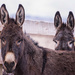 shy burro by aecasey