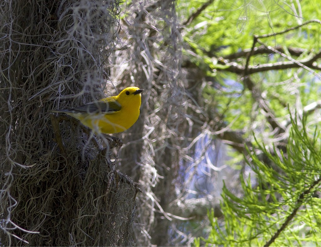 Prothonotary Warbler-LHG_3208  by rontu