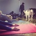 Goat yoga  by annymalla