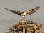 9th Apr 2017 - Two Ospreys and a fish 