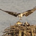 Two Ospreys and a fish  by dridsdale
