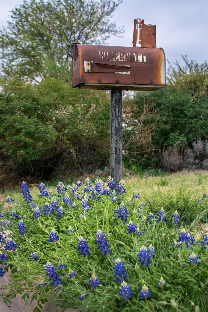Texas Bluebonnets by ckwiseman