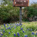 Texas Bluebonnets by ckwiseman