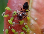 9th Apr 2017 - Ant Versus Aphids