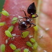 Ant Versus Aphids by cjwhite