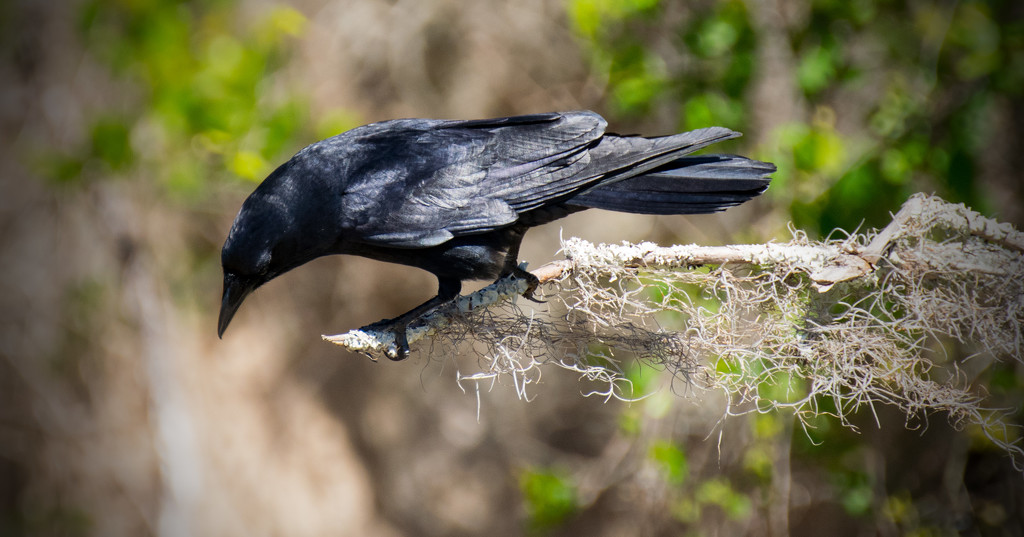 Crow Checking Out Below! by rickster549