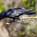Crow Checking Out Below! by rickster549