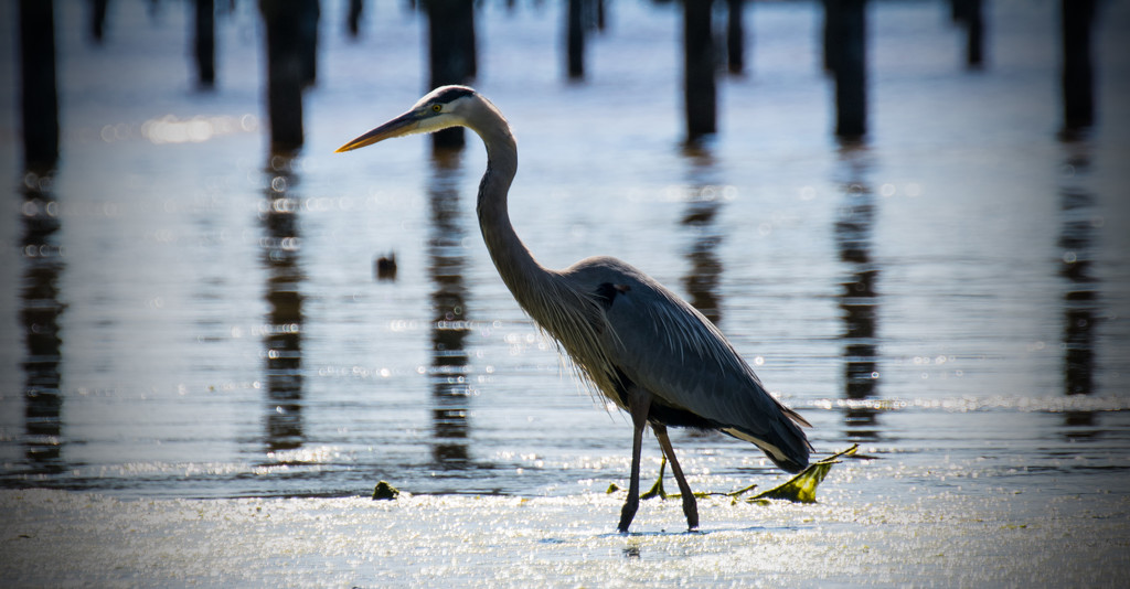 Blue Heron Searching for a Snack! by rickster549