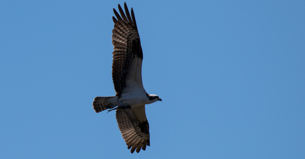 The Osprey is Back! by rickster549